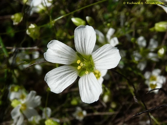 {Mononeuria glabra}